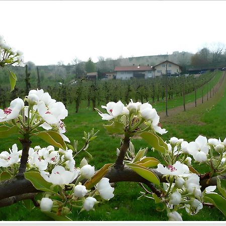 Apartamento Weingut Ringwald Herbolzheim Exterior foto